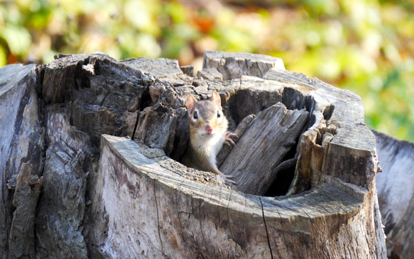 A chipmunk peeks out of a stump