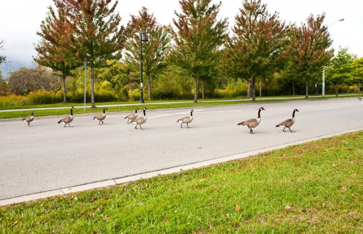 A family of geese cross the road at Humber's Lakeshore campus. They are lined up in a row, blocking the way.