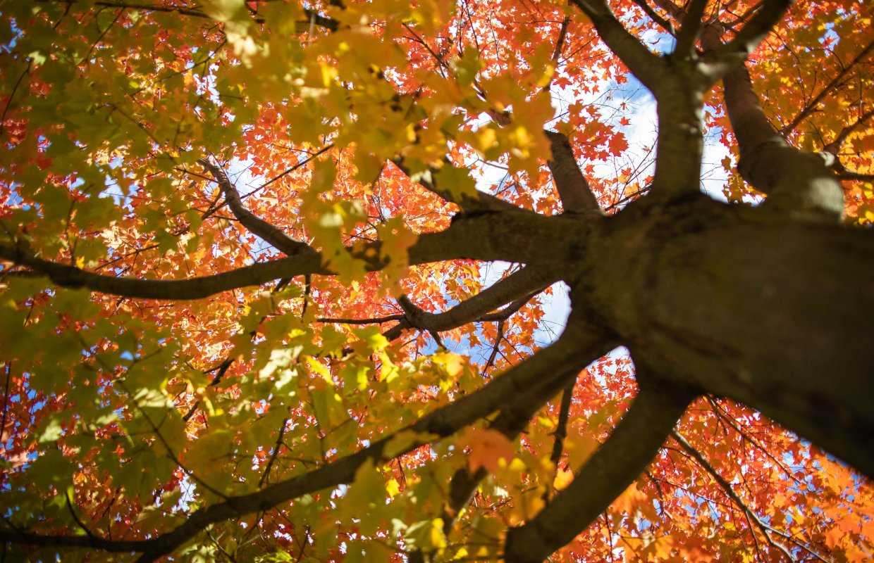 Looking up the trunk of a Maple tree, leaves are red and orange