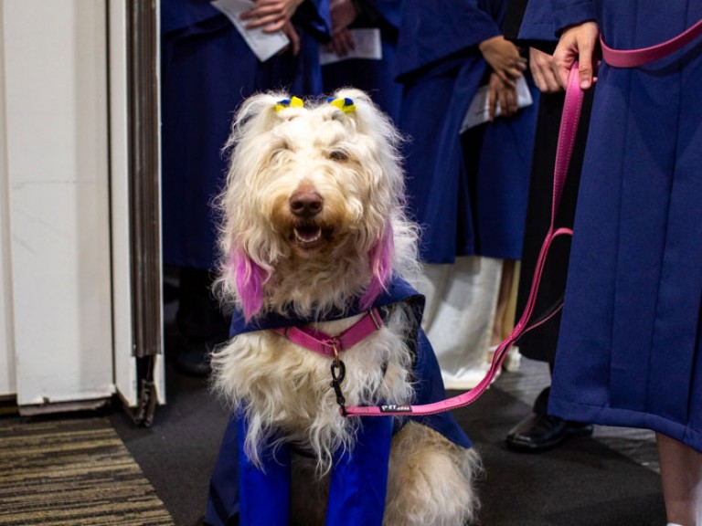Dog wearing blue gown