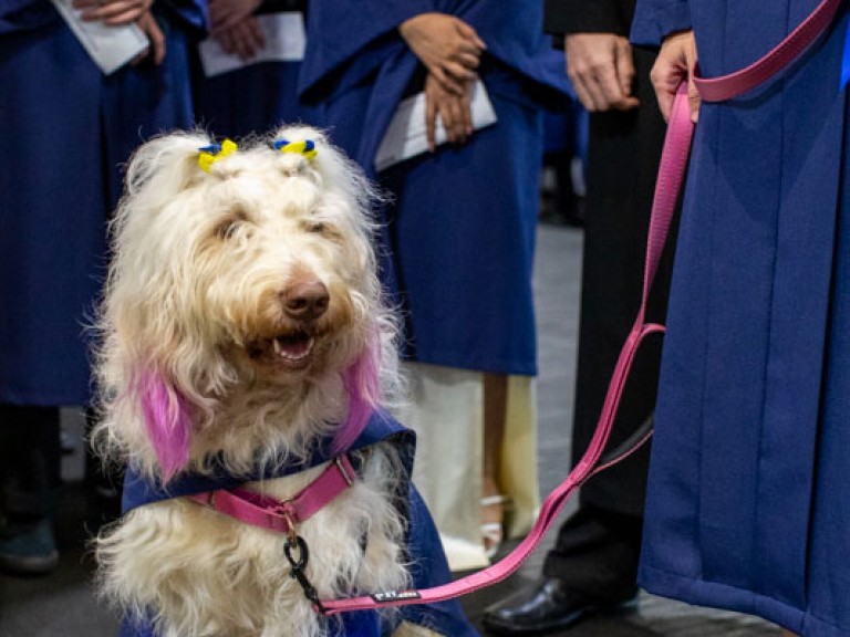 Dog wearing blue gown