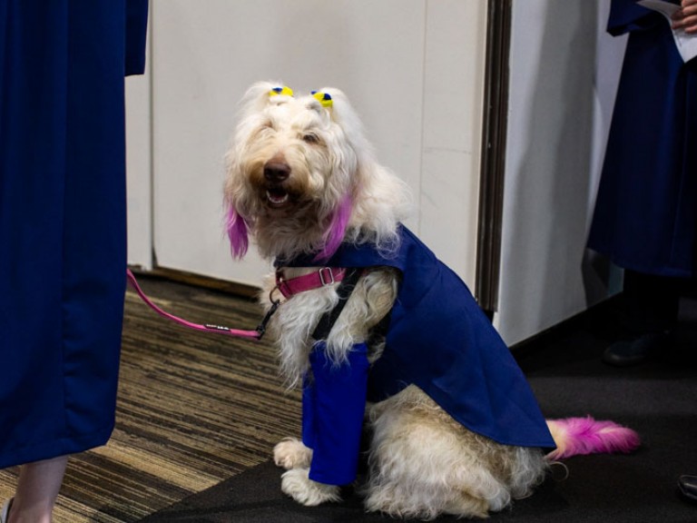 Dog wearing blue gown with pink tail and bows on ears