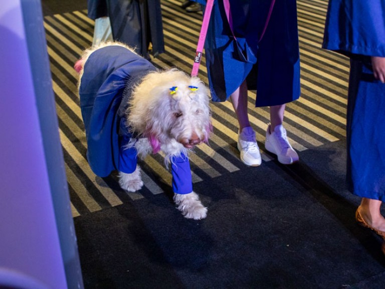 Dog wearing blue gown walks into ceremony