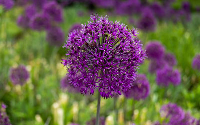 field of purple flowers