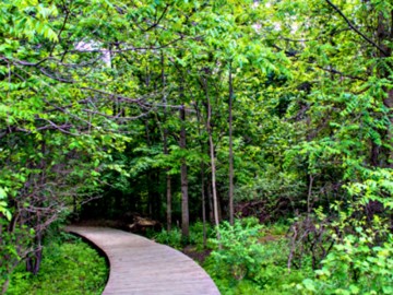 Woodlands Boardwalk