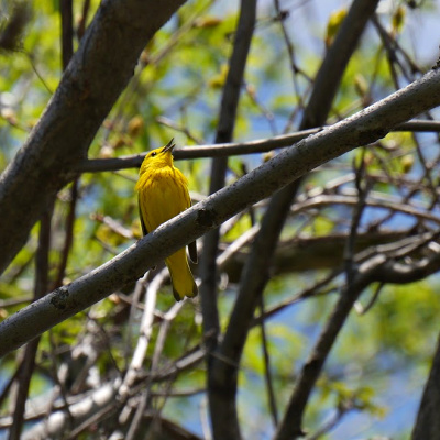 A yellow warbler sings in a tree