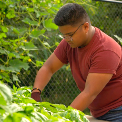 A young man works in a veggie garden