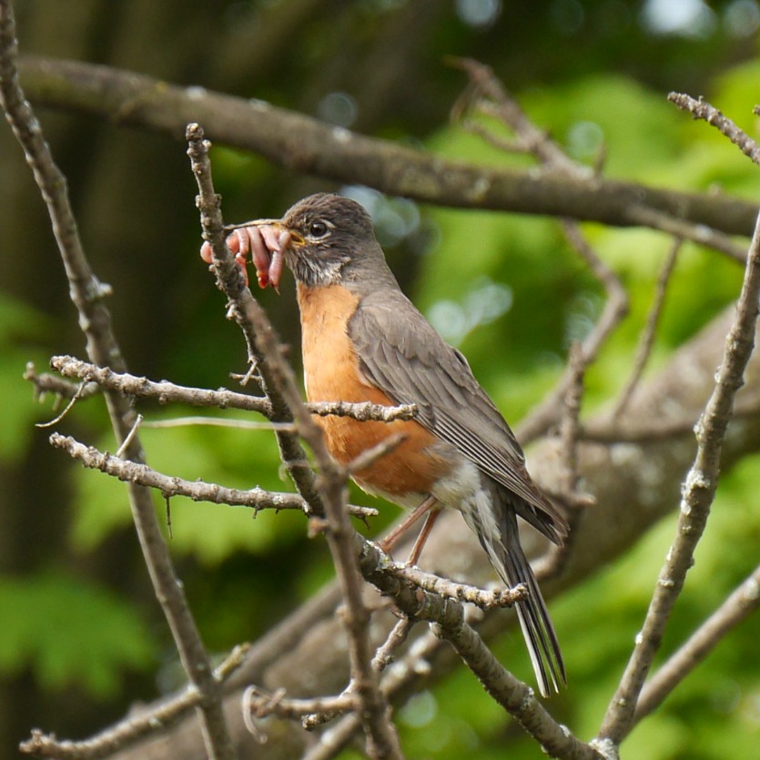 A robin perched on a branch holds a mouthful of worms.