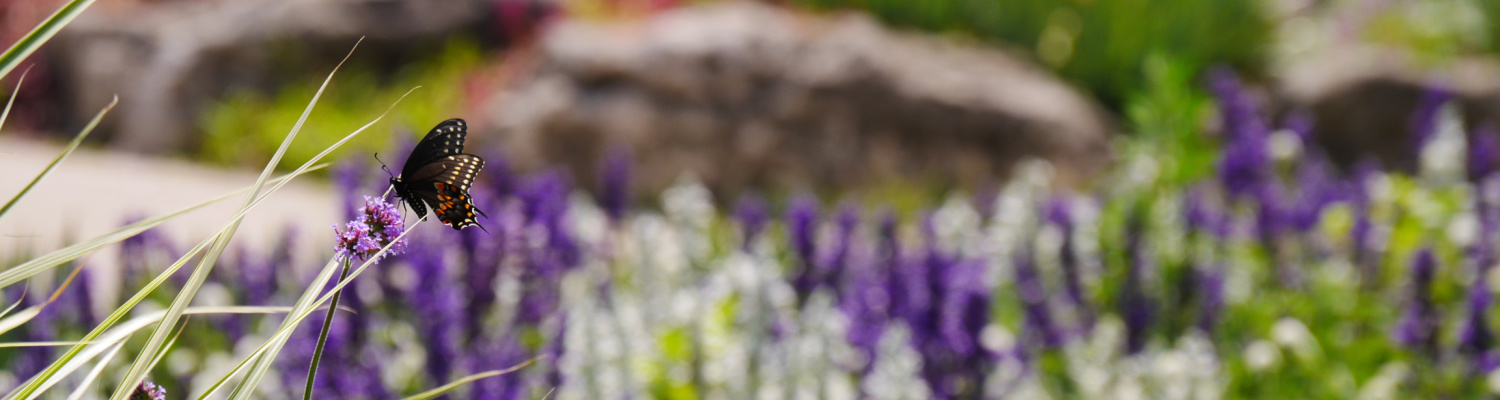 A Black swallowtail butterfly has landed on a tall purple flower. A bed of white and purple blooms is visible behind the helpful pollinator.