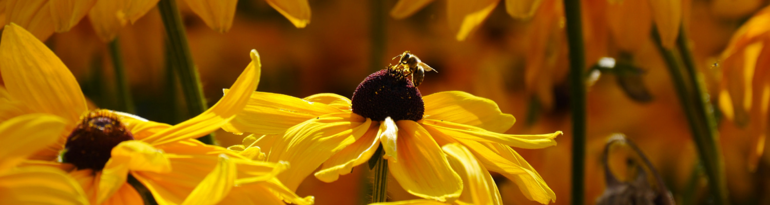 In a sea of tall golden flowers, a bee sits on one, collecting pollen,