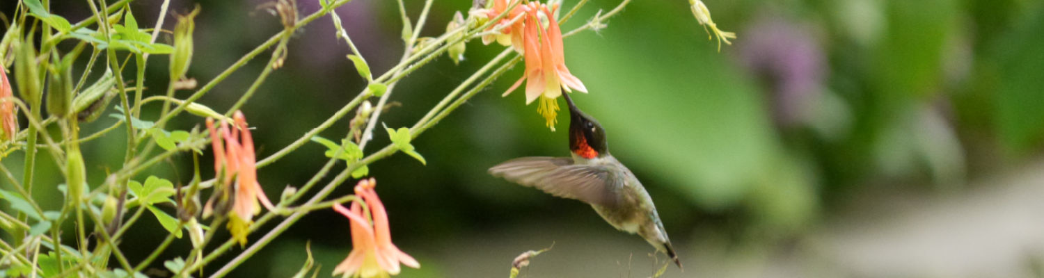 A male Ruby-throated Hummingbird drinks from a columbine flower mid-flight