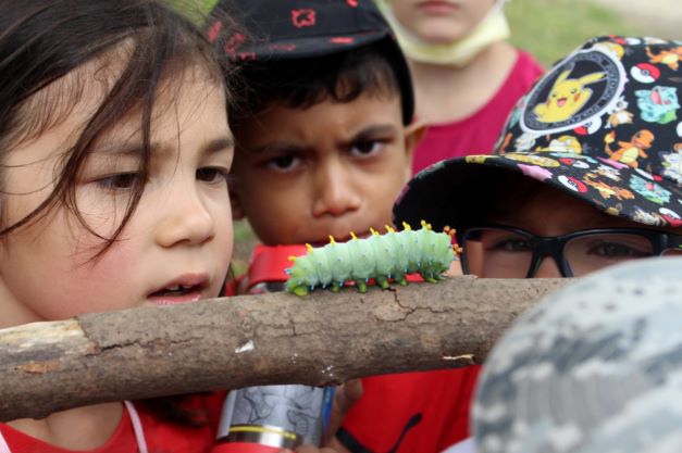 Campers watch intently as a fat green caterpillar crawls along a stick