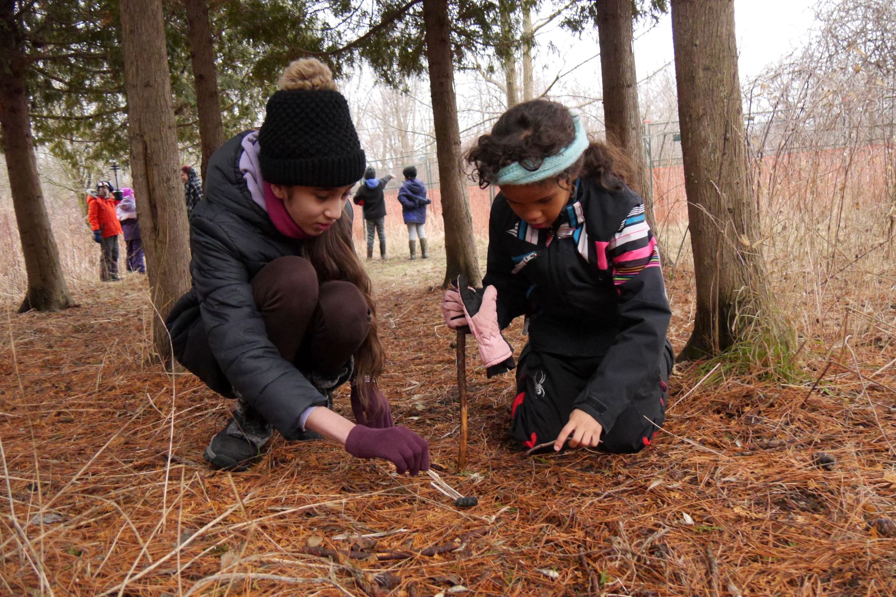 Two girls crouch in pine needles looking at owl pellets