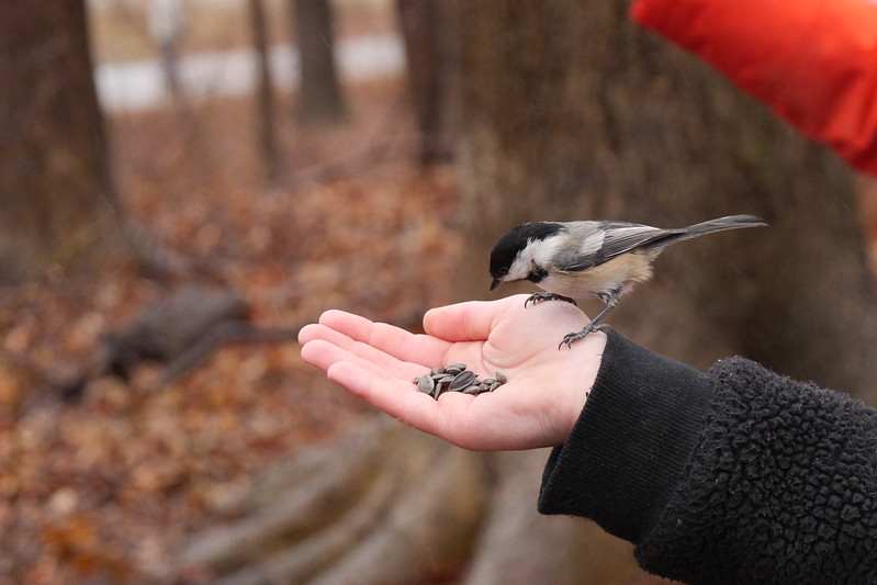 A chickadee perches on a child's hand looking at the sunflower seeds on offer