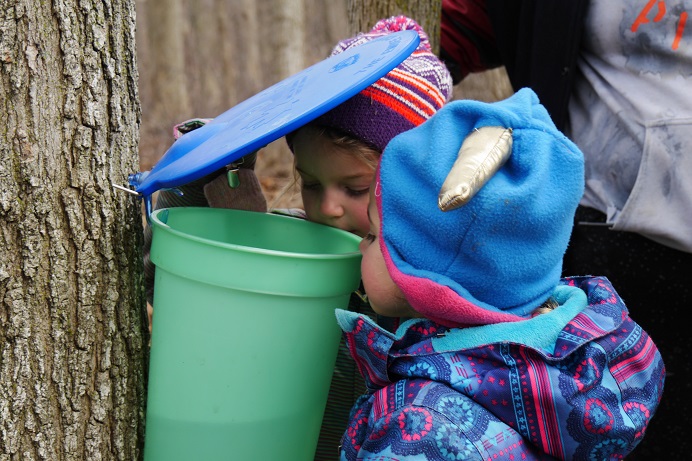 Two children in winter clothes peek under the lid of a sap collection bucket hanging from a tree.