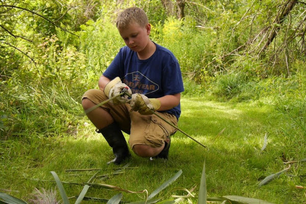 A camper wearing gardening gloves uses pruning sheers to cut invasive phragmites reeds