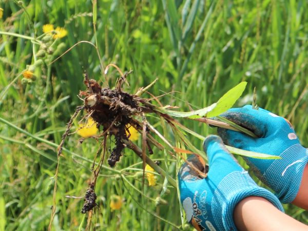 A person wearing garden gloves handles a plant taht has just been pulled from the ground.