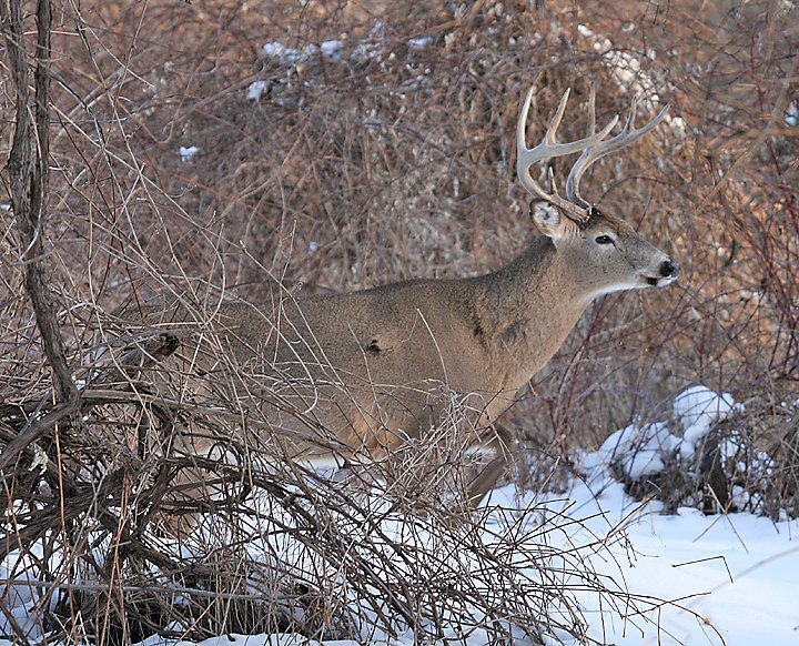 A white-tailed deer stands in a snowy forest