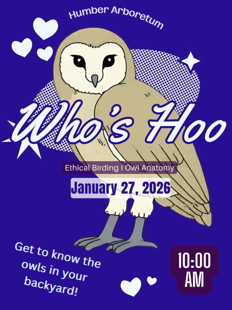 Event poster featuring a Barn Owl 