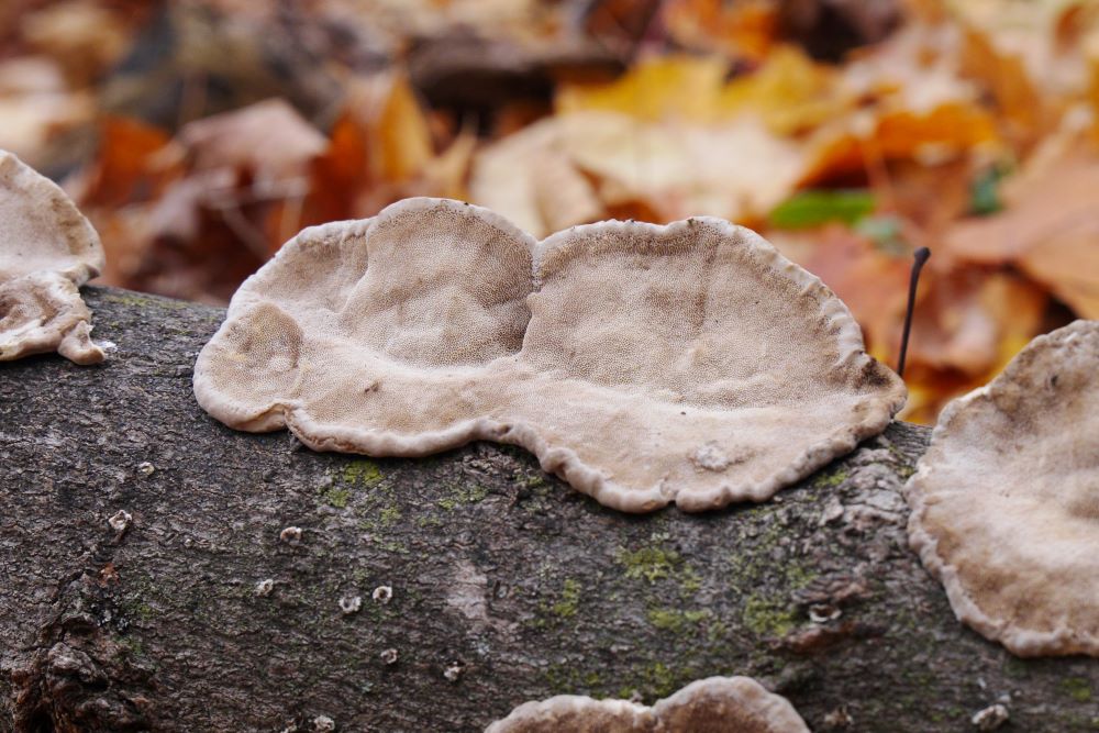 Fungus grows on a fallen log.