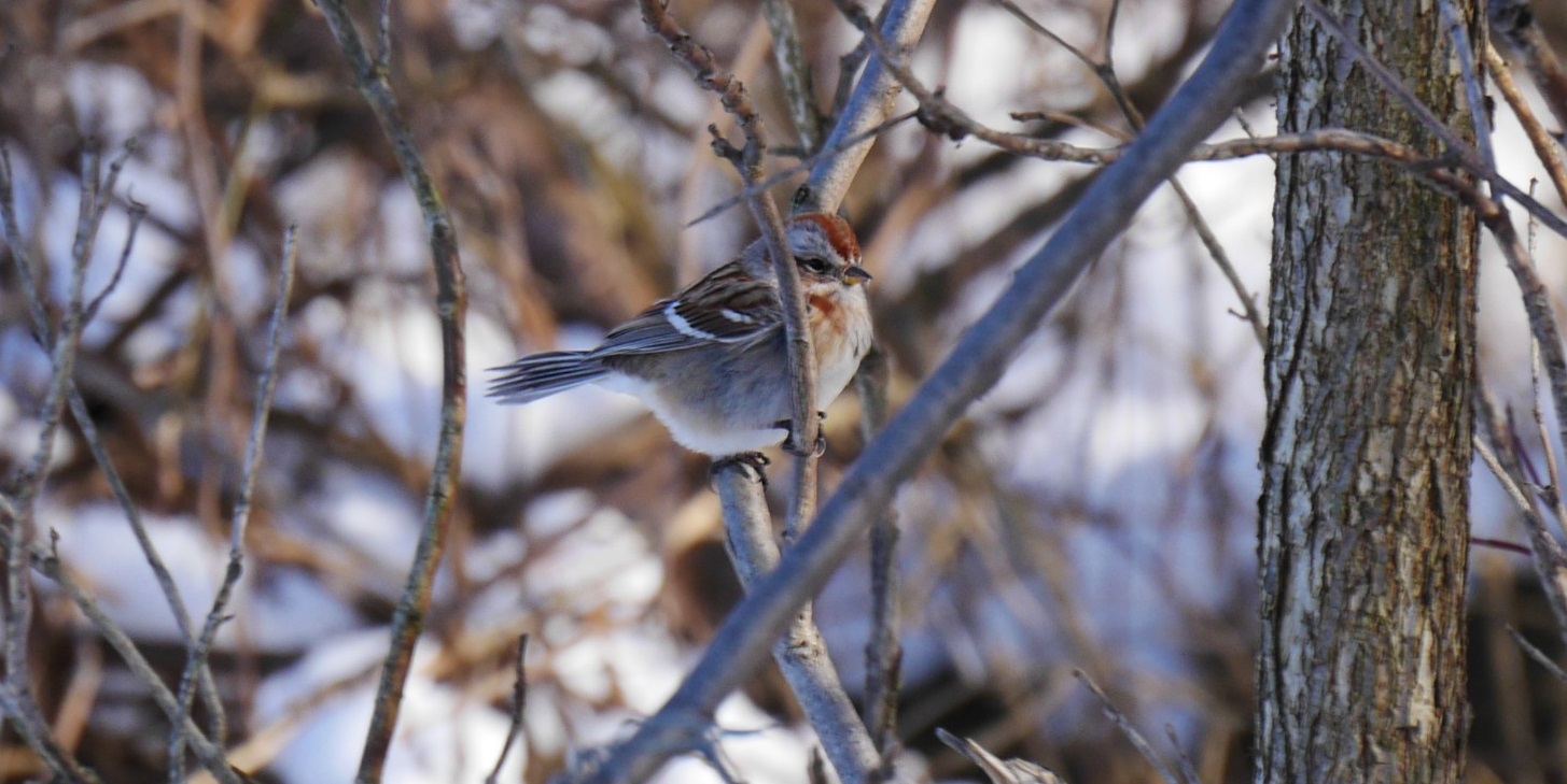 An American Tree Sparrow on a branch