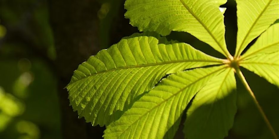 Sun shines between the lobes of a leaf in the forest