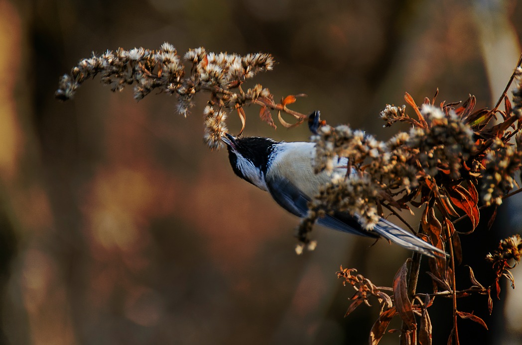 A chickadee hangs from a plant to feed on seeds