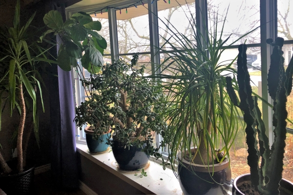 A variety of indoor plants on a windowsill 