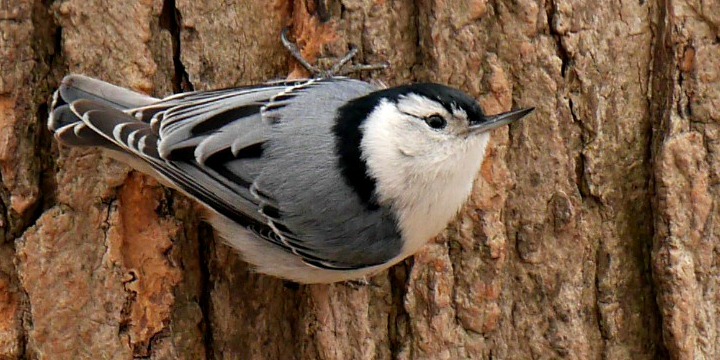 A white-breasted nuthatch on the side of a tree