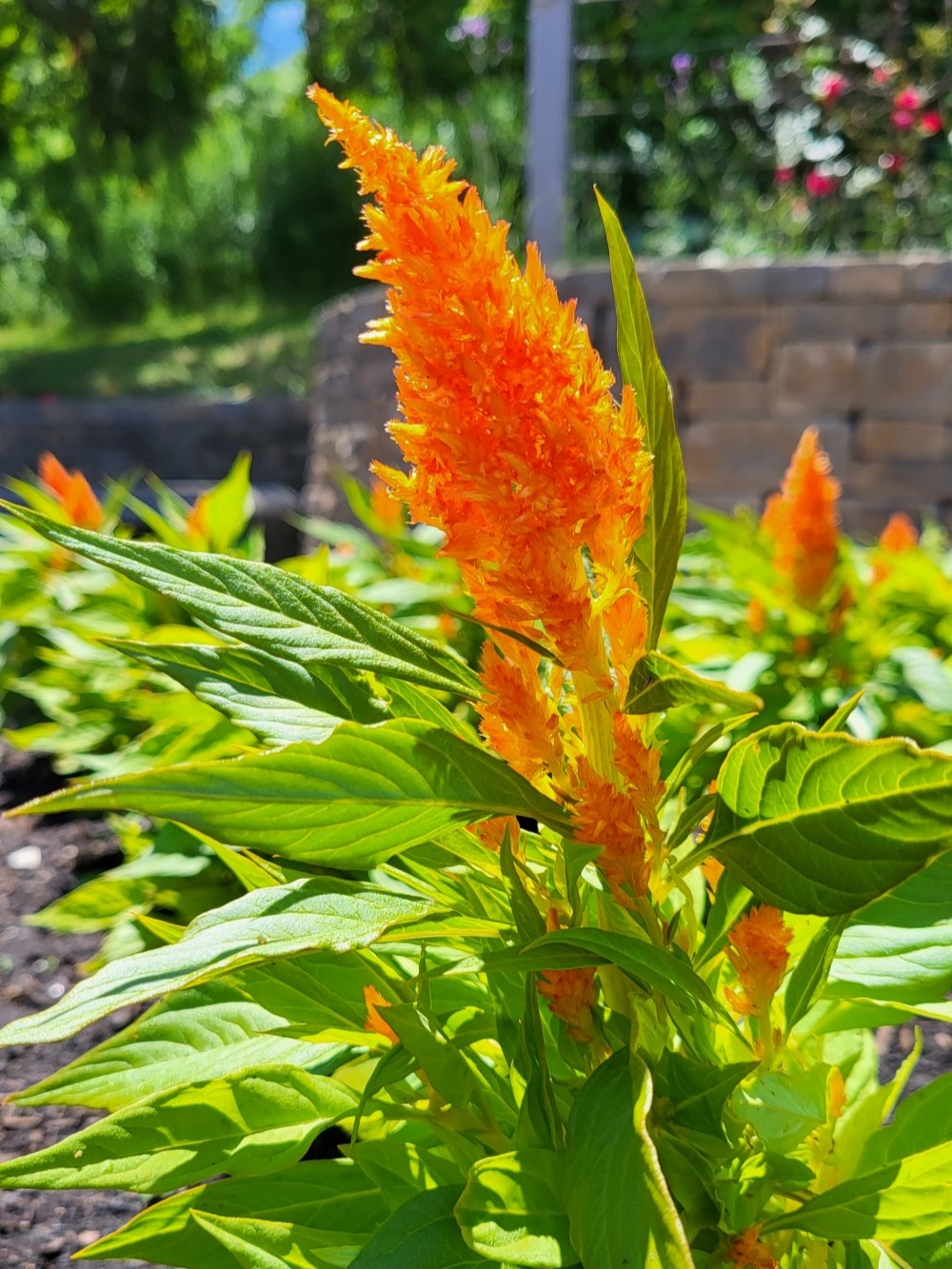 Bright orange blooms on a tall stalk