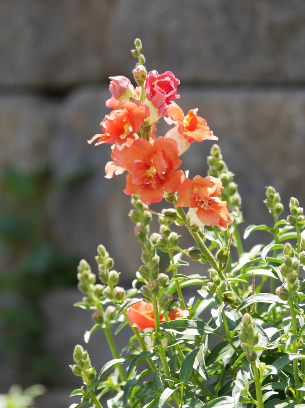 Orange-red snapdragons growing on tall stalks