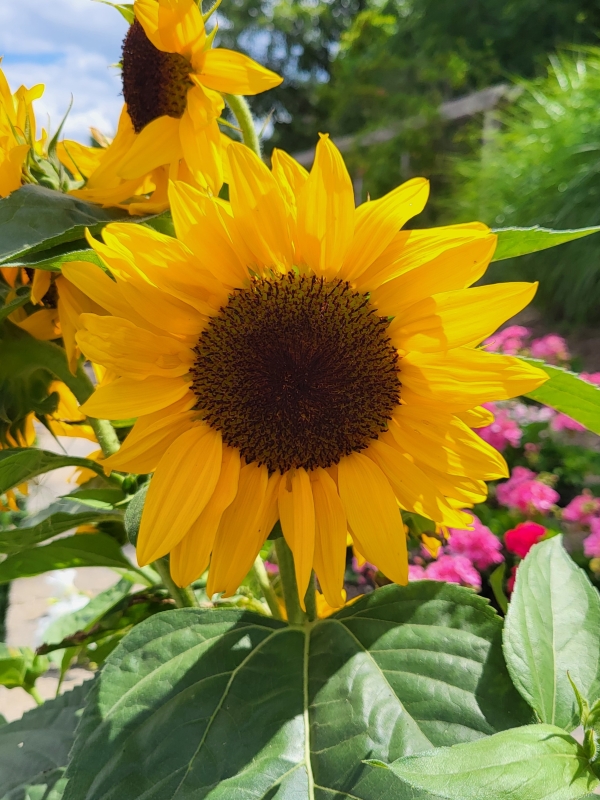 A bright yellow sunflower with other flowers visible behind