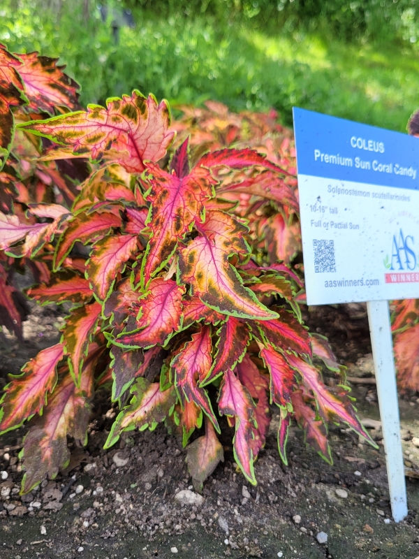 Brightly coloured coleus features leaves with pink highlights