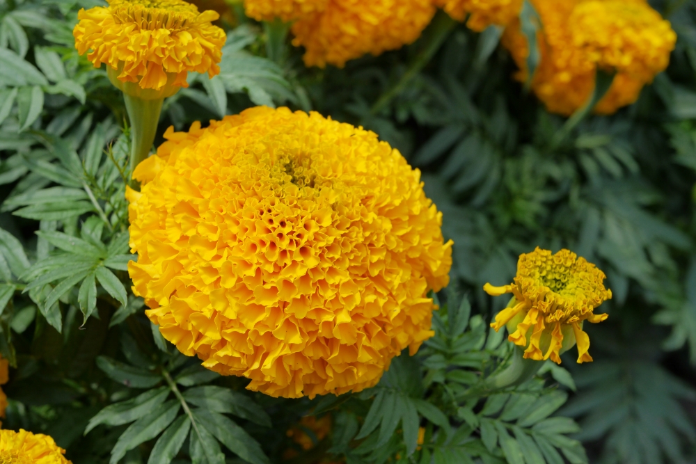 Rounded marigolds