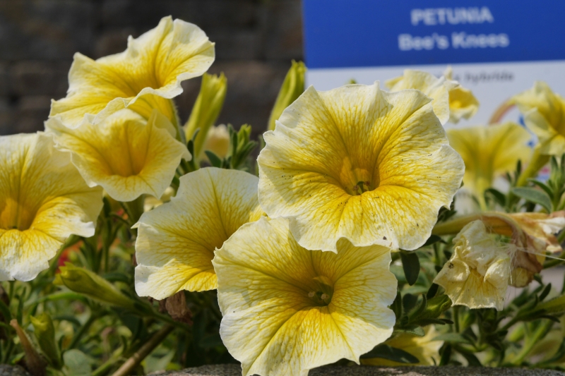 Bright yellow petunias