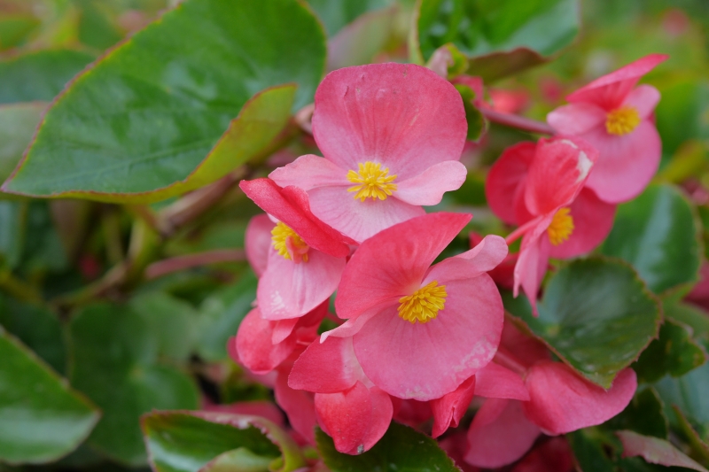 Pink begonias with yellow centers