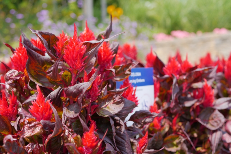 Bright red celosia blooms