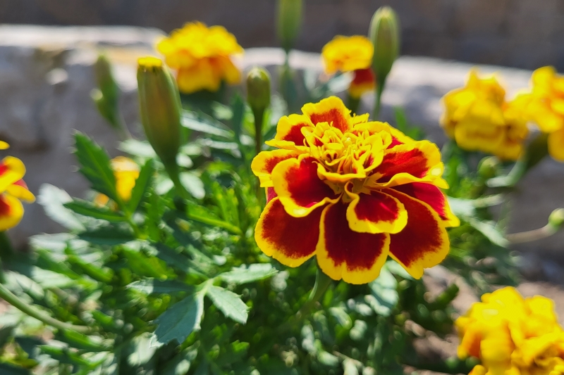 A marigold flower with red petals thickly edged in red.