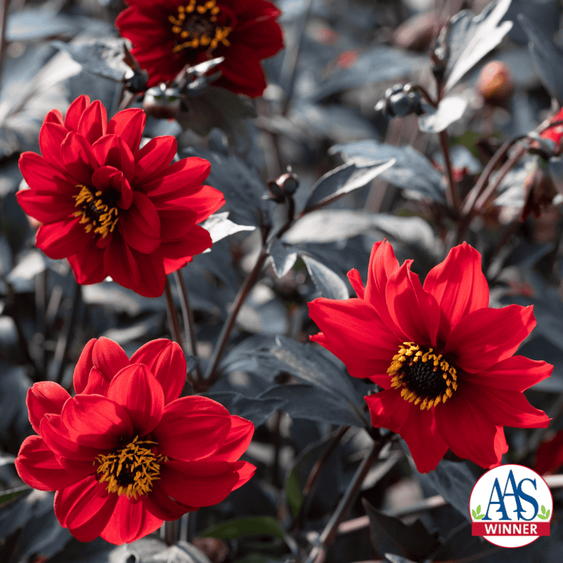 Bright red dahlias bloom against dark leaves