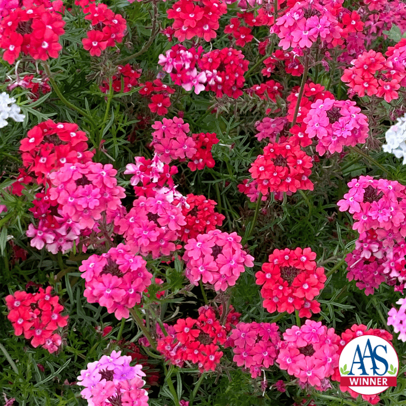 Verbena growing in bright pink clusters 