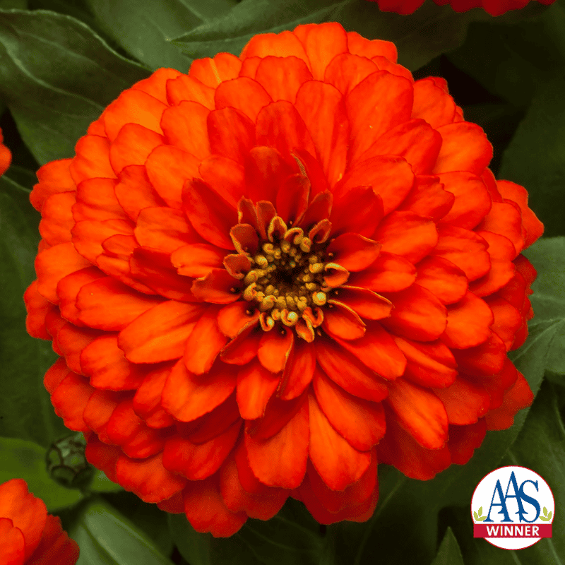 Many tightly-packed orange petals form a large rounded flower.