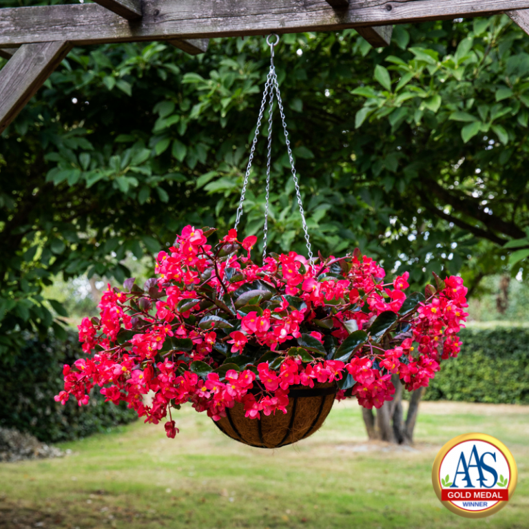 Red begonias displayed in a hanging basket in a backyard.