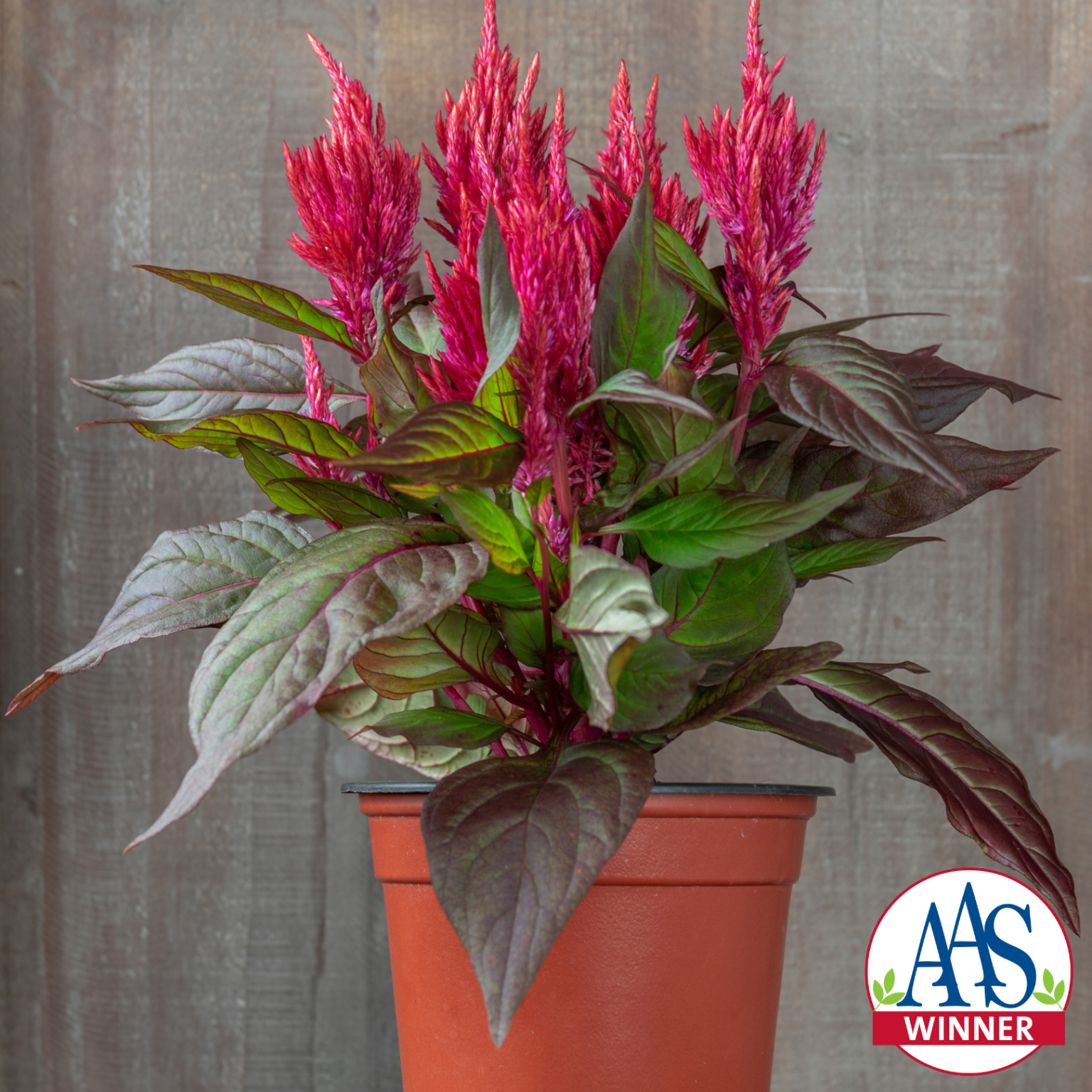 Bright pink celosia in a pot. All America Selections logo
