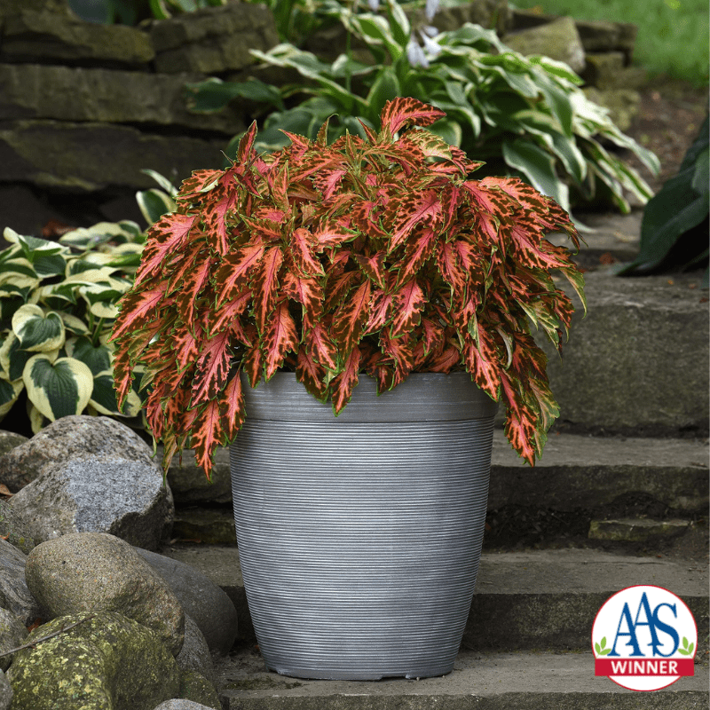 A robust pink and green coleus plant grows in a silver pot.
