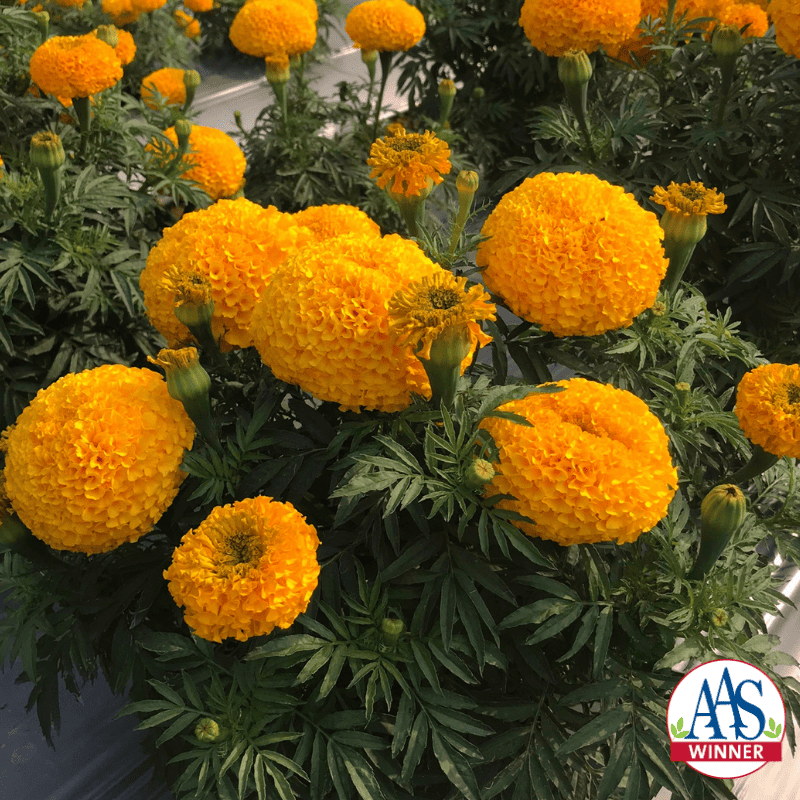 Bright orange rounded marigolds