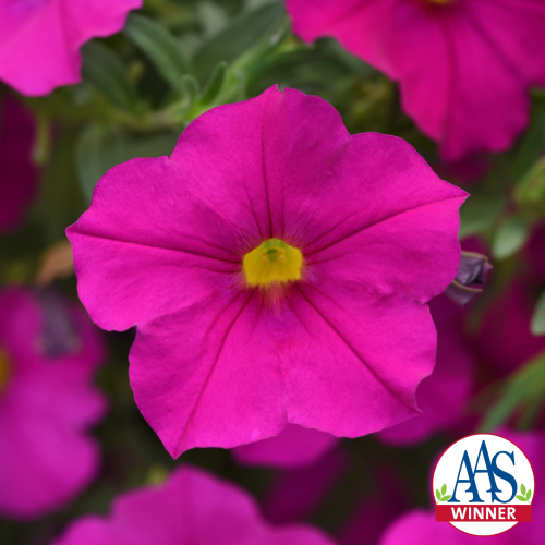Bright pink petchoa flowers with yellow centers. All America Selections logo in corner