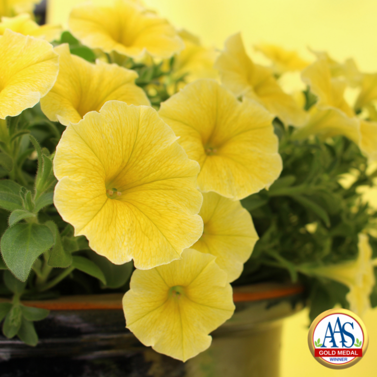 Bright yellow petunias. All America Selections logo