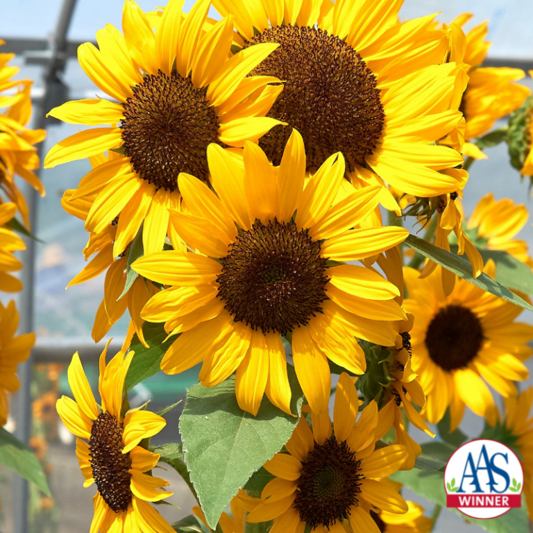 Large yellow sunflowers with the AAS logo in the corner