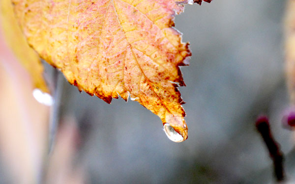 A raindrop on the edge of a leaf in fall.