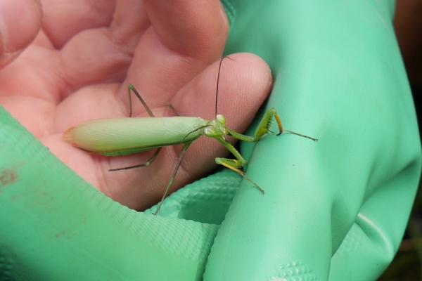 A green preying mantis sits on the finger of someone wearing a work glove.